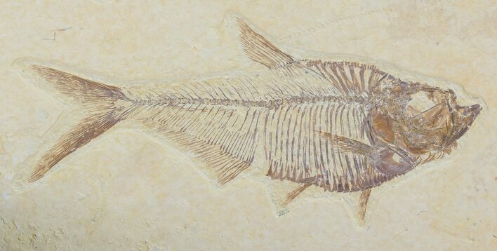 Detailed, Diplomystus Fossil Fish - Wyoming #79065